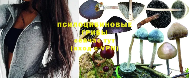 купить  цена  Благодарный  kraken онион  Псилоцибиновые грибы MAGIC MUSHROOMS 